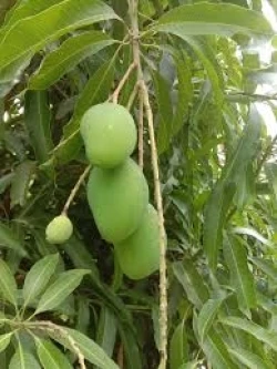 Green Unripe Kiwi Mango