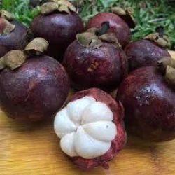 Kiwi grown Mangosteen